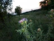 Козацьке з panoramio.com