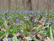 Федорівка з panoramio.com