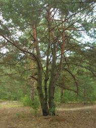 Лисняки з panoramio.com