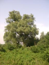 Заострів з panoramio.com