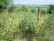 Дерезівка з panoramio.com