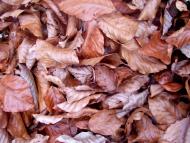 фантазії природи