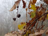 Майданецьке з panoramio.com - Майданецкое