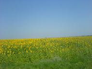 Карликівка з panoramio.com