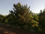 Красний Партизан з panoramio.com