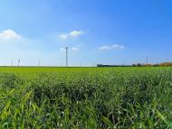 Польове з panoramio.com