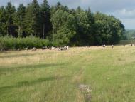 Конів з panoramio.com