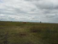 Сошники з panoramio.com