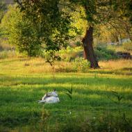 Вовчанські Хутори з panoramio.com
