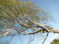 Кованьківка з panoramio.com