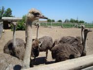 Чоботарка з panoramio.com