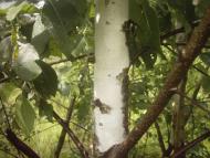 Коцюри з panoramio.com