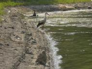 Березівка з panoramio.com