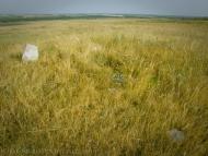 Красний Деркул з panoramio.com