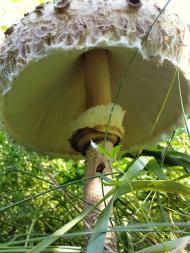 Черемошня з panoramio.com