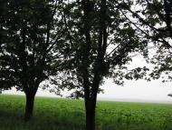 Ракова з panoramio.com