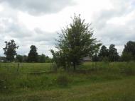 Сошники з panoramio.com