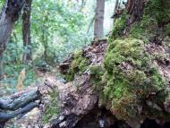 Леніна Друге з panoramio.com
