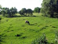 Кончаки з panoramio.com