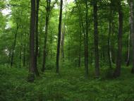 Малиничі з panoramio.com