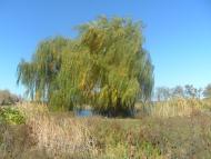 Зимівники з panoramio.com - Зимівники