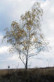 Красний Партизан з panoramio.com