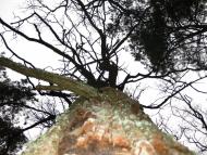 Зибин з panoramio.com