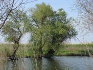 Лиманське з panoramio.com