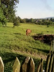 Конів з panoramio.com