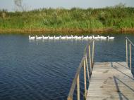 Комарове з panoramio.com