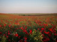 Поділля з panoramio.com