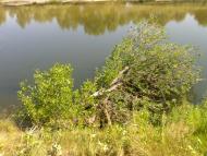 Лисогубівка з panoramio.com