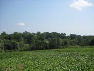 Поліське з panoramio.com