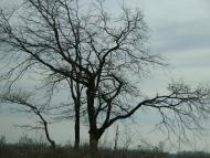 Садове з panoramio.com