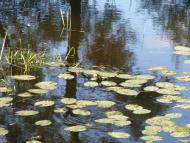 Власівка з panoramio.com