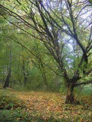 Піщатинці з panoramio.com