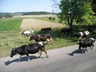 Якторів з panoramio.com