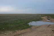 Колоски з panoramio.com