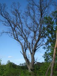 Семки з panoramio.com