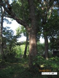 Згарок з panoramio.com