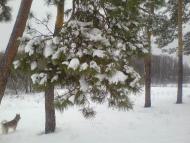 Єлівка з panoramio.com