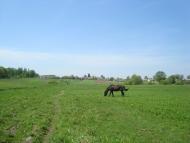 Дідичі з panoramio.com