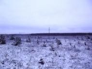 Лісопіль з panoramio.com