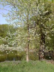 Шарапанівка - Останні фото