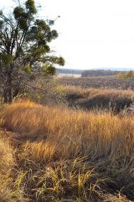 Великий Тростянець з panoramio.com