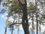 Пилиповичі з panoramio.com