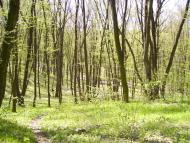 Бушеве з panoramio.com - Бушево