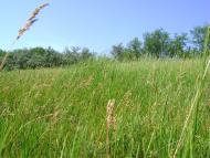 Балахівка з panoramio.com