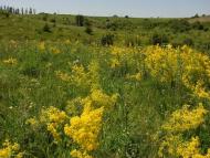 Никанорівка з panoramio.com