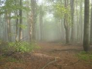 Потік з panoramio.com